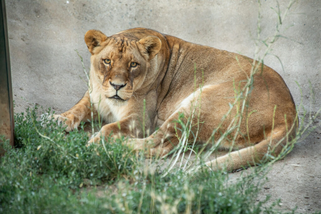 ZOO vrt Bor