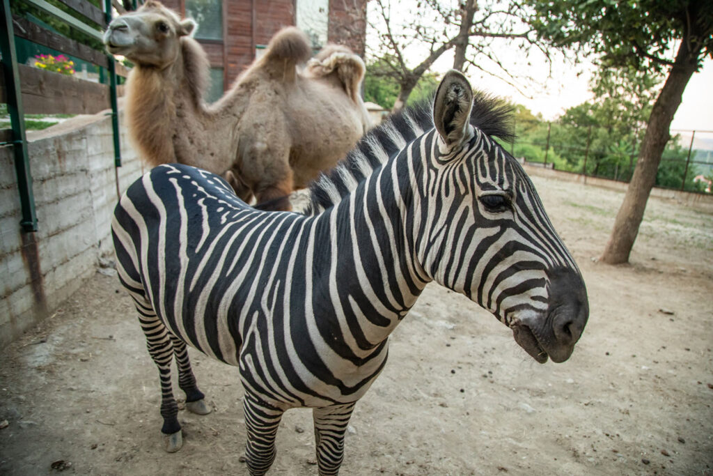 ZOO vrt Bor