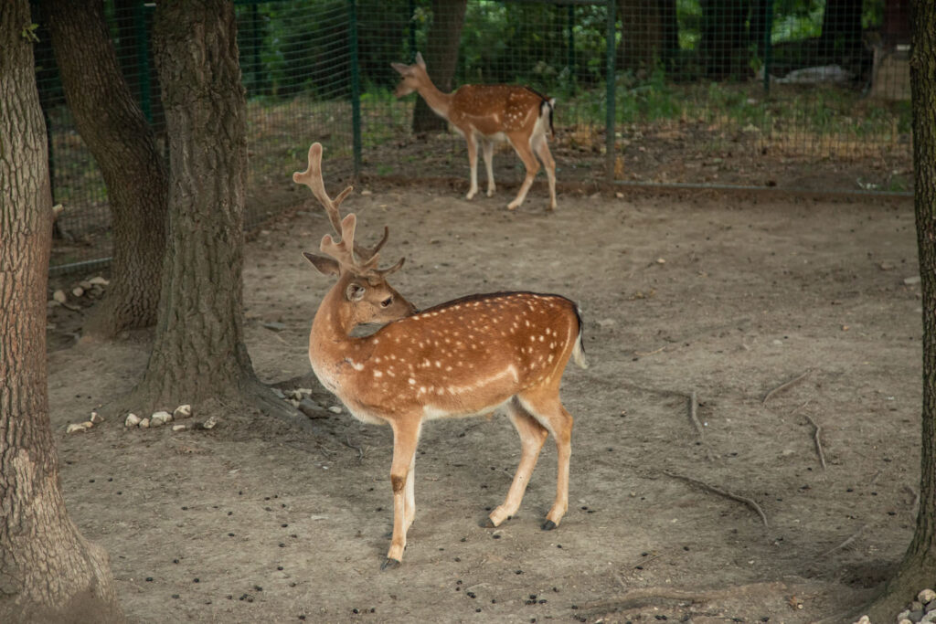 ZOO vrt Bor